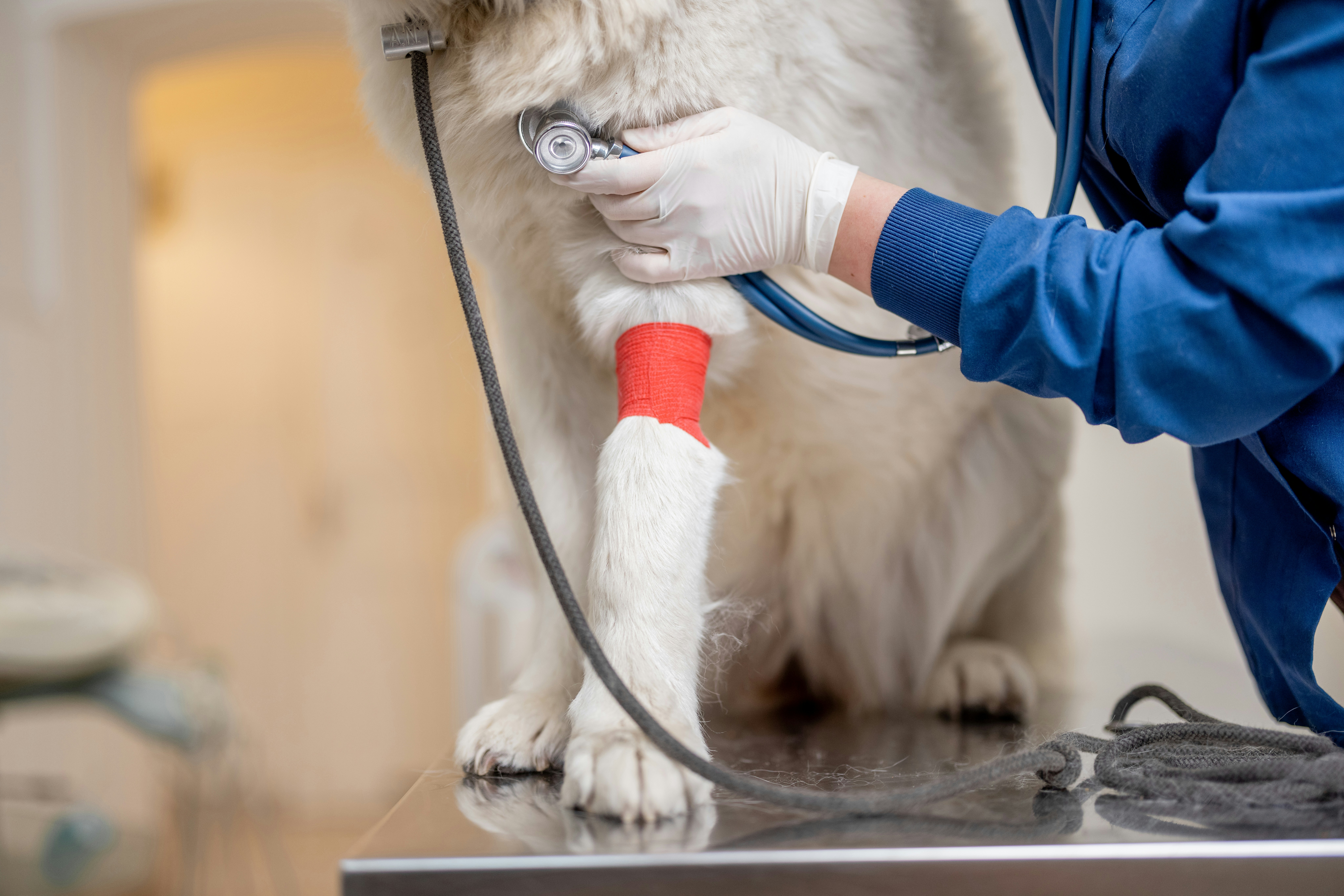 Opportunity Assessment - Veterinary